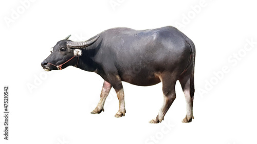 Water buffalo or Thai buffalo isolated on white background.