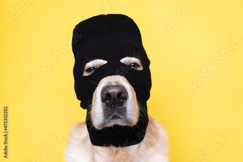 A dog in a mask of a robber or a criminal. Golden retriever sits on a yellow background in a black balaclava.