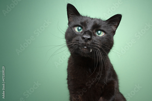 cute black blind cat with overbite and reflecting retina portrait
