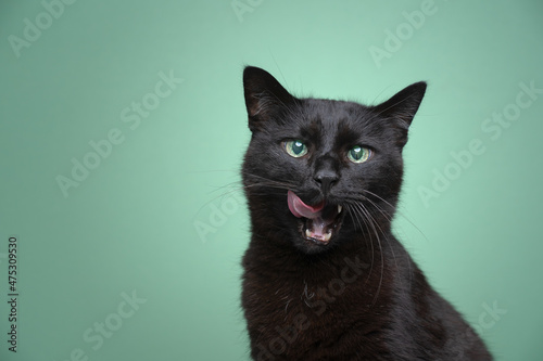 hungry black cat with mouth open licking lips on green background