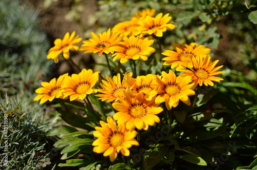 Orange blooming gazanias in the garden