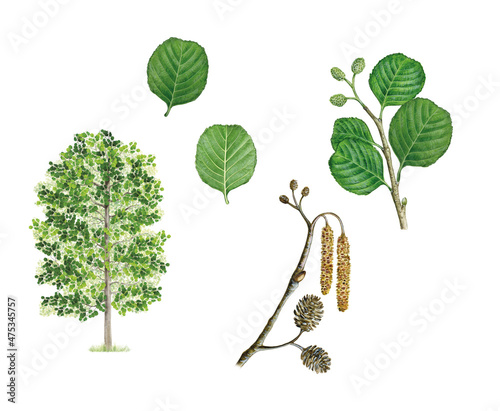 botanic realistic watercolor hand drawn illustration of Black alder (Alnus glutinosa) with tree, leaves, a branch with flowers and fruits and a branch with leaves isolated on white