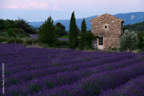 France, Provence, Alps Cote d'Azur, Haute Provence, Valensole Plateau, Lavender Field and stone house