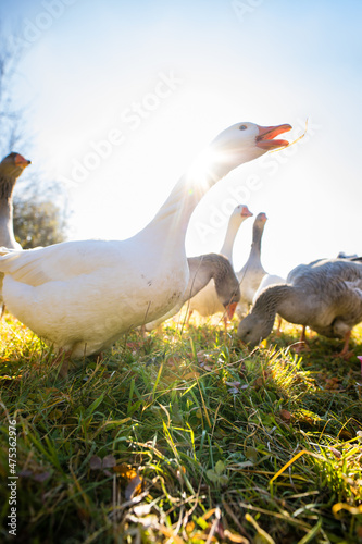 Beautiful geese (anser anser domesticus) enjoying a morning walk on a farm. Domestic goose. Goose farm.