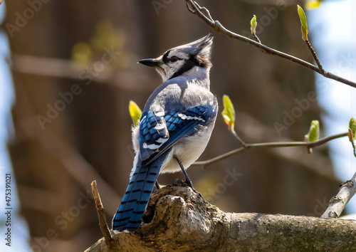Closeup shot of a Blue jay perched on a tree branch