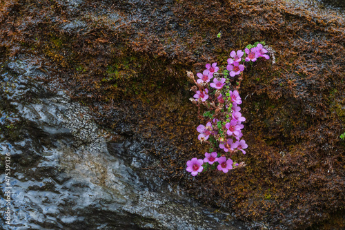 The Purple saxifrage (Saxifraga oppositifolia)