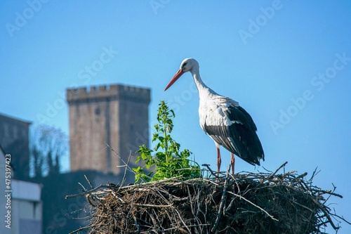 Cigüeña en Monforte de Lemos