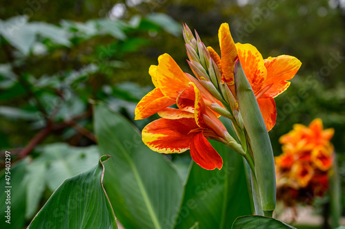 Closeup shot of orange canna lilies