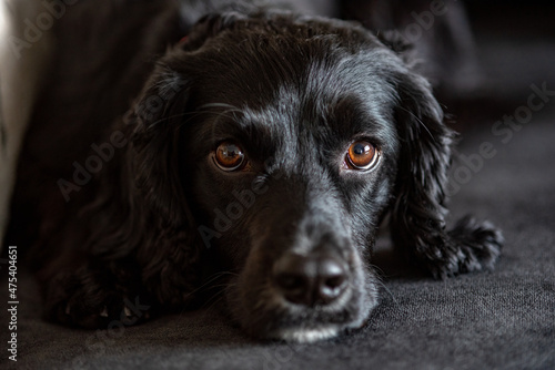 black dog portrait English cocker spaniel