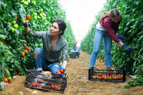 Asian woman collecting tomatoes on a farm