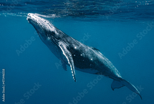 Closeup shot of a humpback whale under the sea