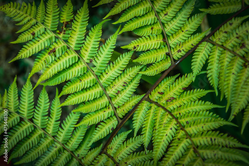 Green fern leaves. A transparent fern leaf in a sunshine in the forest. Fern branches. Green leaf plant on a black background. Natural thickets.