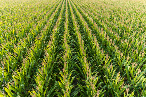 Aerial view of corn field, Marion County, Illinois