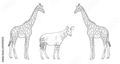 Giraffe and okapi illustration. African ruminants for coloring book. 