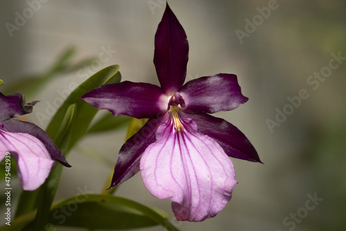 Closeup shot of beautiful cattleya orchids