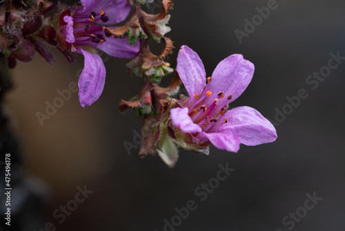 The purple mountain saxifrage (Saxifraga oppositifolia)