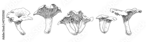 A set of chanterelle mushrooms drawn with graphics in black and white. For poster, stickers, sketchbook cover, print, your design.