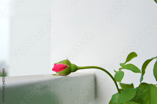 Soeur Emmanuelle rose bud leaning on a balcony fence