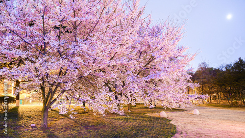 Landscape of blooming sakura in a Zhongshan Park on a sunny day in Qingdao, China