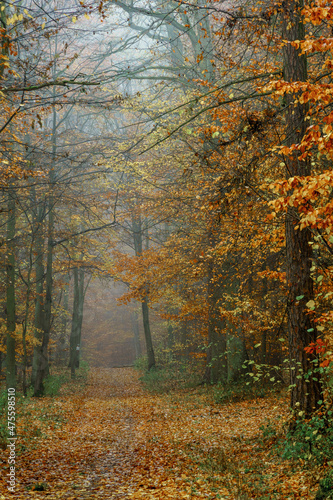 autumn colorful forest in fog near the town of Pobiedziska in Wielkopolska, Poland