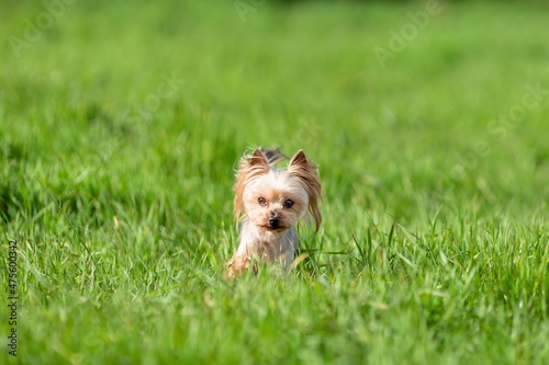 Little cute yorkshire terrier dog runs among green grass at summer nature