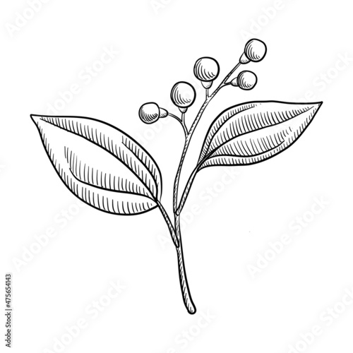 vector drawing branch of camphor tree, Cinnamomum camphora, isolated at white background, hand drawn illustration