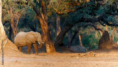 Elephant bull searching for food in the riverfront area of Mana Pools National Park in Zimbabwe