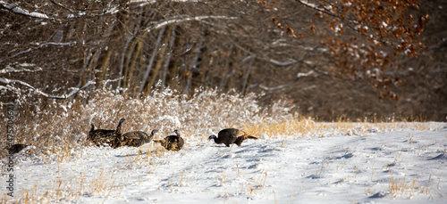 Wild turkeys (Meleagris gallopavo) after a Wisconsin snow storm in December