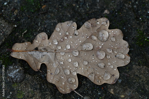Liście po deszczu