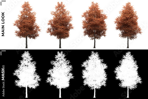 Front views of Alder Trees with alpha mask to cutout and PNG editing. Forest and Nature Compositing.