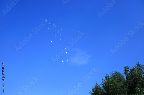 Białe balony w kształcie serc szybujące na tle niebieskiego nieba, wieszchołki drzew, wesele, uczucia i emocie, zasoby graficzne.