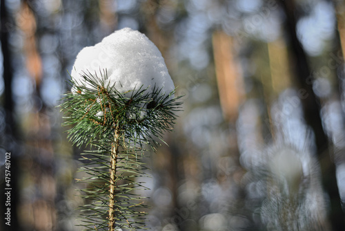 Zima w lesie, ośnieżona gałązka sosny zwyczajnej, pierwszy śnieg. Winter in the forest, snow-covered pine twig, first snow in december.