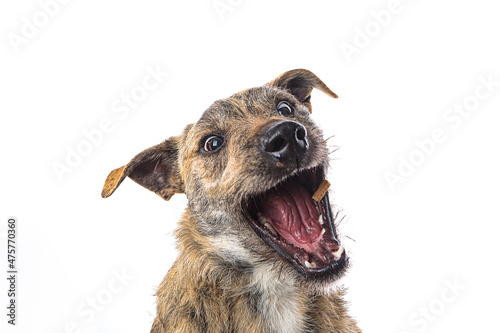 Closeup shot of a funny dog catching treats isolated on a white background