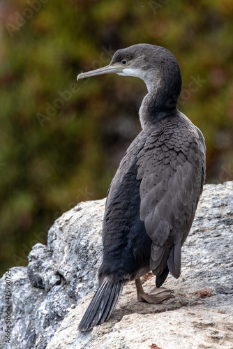 Spotted Shag Endemic Cormorant of New Zealand