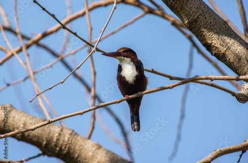 Closeup shot of a Red-billed alcyone on the tree branch