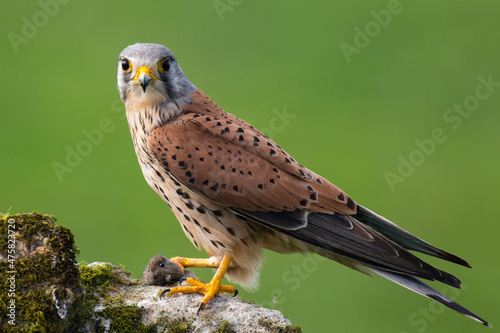 Le faucon crécerelle mâle apporte le repas et attend la femelle