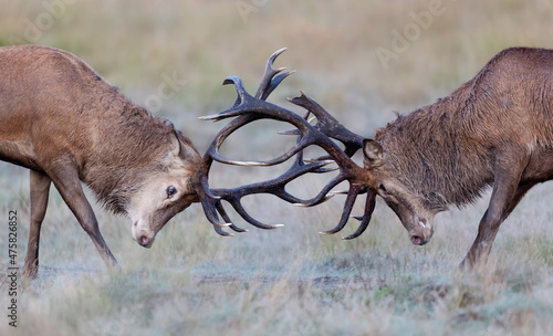 Red deer stags fighting during rutting season in autumn