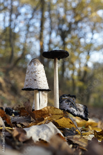 Coprinus comatus mushrooms among the dry autumn leaves in the forest