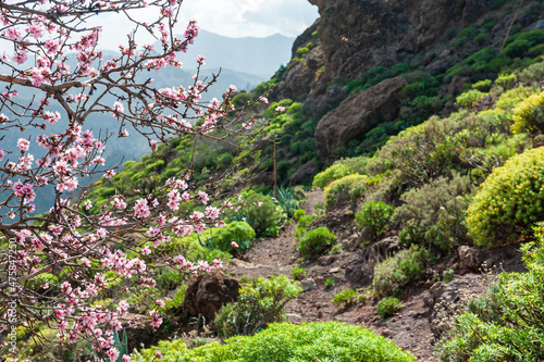 Almond Tree in Bloom with rocks, mountains and grass in background in Spring in the mountains of Tenerife, Canary Island. Winter blossom on Gran Canaria, Canary Islands, Spain