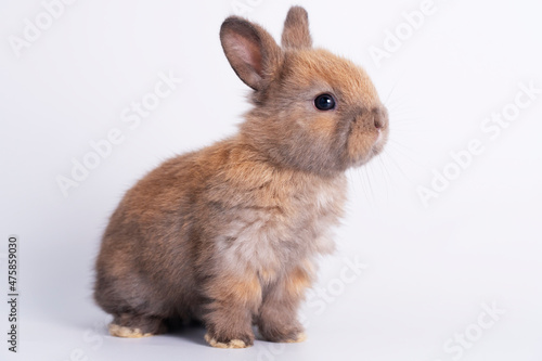 Adorable newborn baby rabbit bunnies brown looking at something while sitting over isolated white background. Easter bunny animal concept.