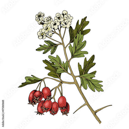 Hand drawn hawthorn with berries and blossoms