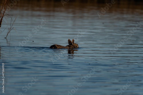 Swimming Marsh Rabbit in Open Water