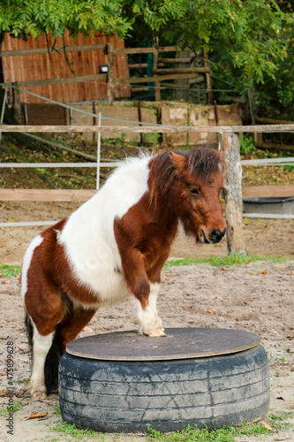 beautiful brown and white mini shetland pony is standing on a tire pedestal in the round pen