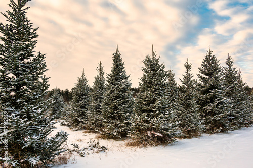 snow covered trees. Christmas tree farm 