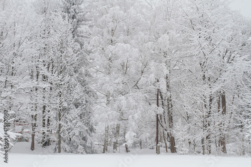 Zimowy pejzaż , drzewa pokryte śniegiem