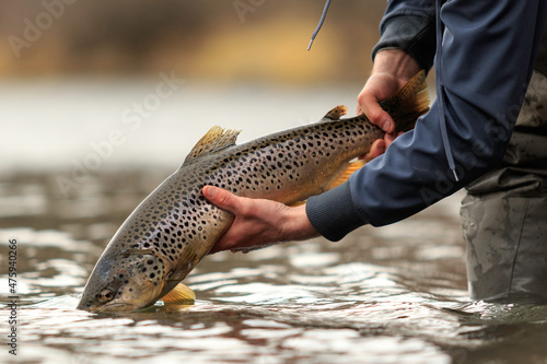 Close-up shot of an angler holding a beautiful brown trout