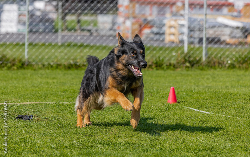 Cute German Shepherd Border Collie mixed breed dog running on the green grass during a training