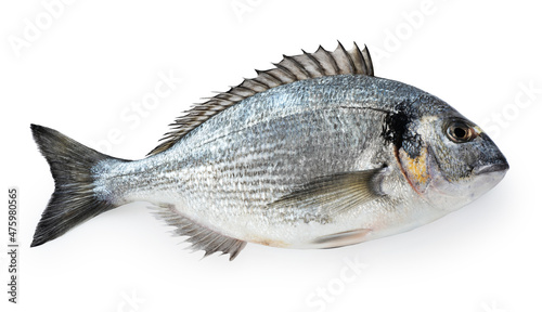 Gilt-head bream (dorade) isolated on white background. With clipping path.