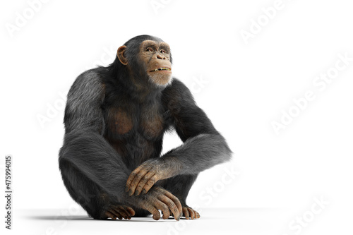 Chimpanzee monkey isolated on white