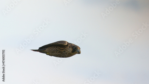 Falcone pellegrino (Falco peregrinus) in picchiata ad ali chiuse su sfondo chiaro cielo,primo piano